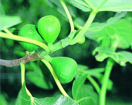 Les fruits du figuier sont en fait des fleurs enfermées dans une drôle de bourse.