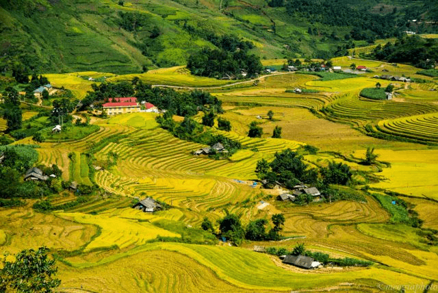 Ruộng bậc thang tuyệt đẹp trải dài ở thung lũng Mường Hoa ( ảnh ST)