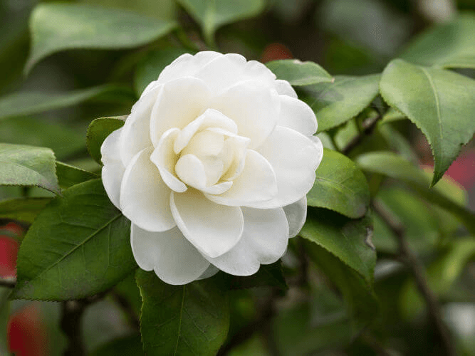 A camélia branca era uma flor cultivada pelos quilombolas do Quilombo do Leblon e tornou-se um símbolo do abolicionismo no Brasil.