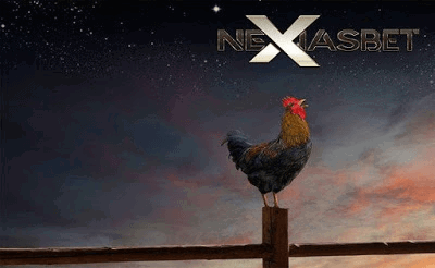 Daftar S128 Ayam Aduan Judi Sabung Ayam Online - nexiasbet88.info