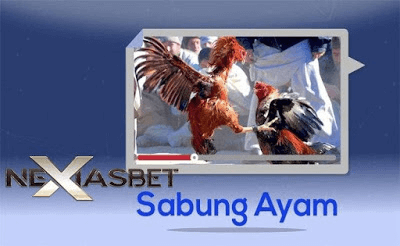 Laga Ayam Bangkok