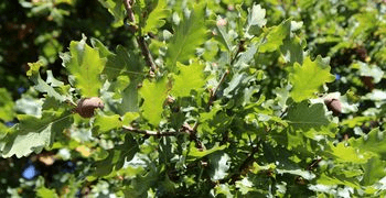 Quercus robur Carvalho-roble Cristina Girão Vieira 257-180 pxl