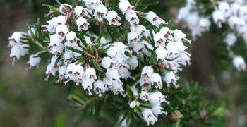 Erica arborea Urze-branca flor Cristina Girão Vieira