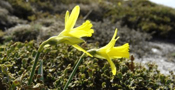 Narcissus asturiensis - Paulo Barros