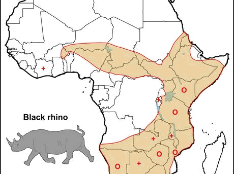 BLACK RHINO - The Change Starts With You