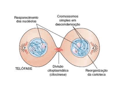 Mitose