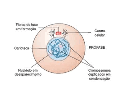 Mitose