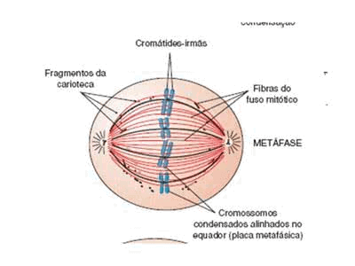 Mitose