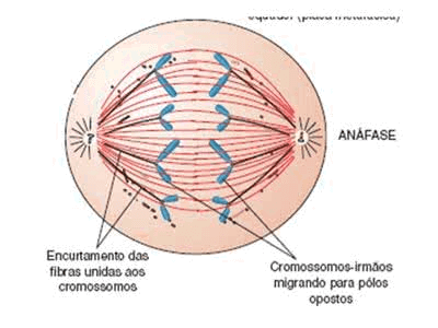 Mitose