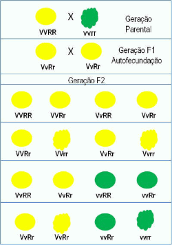 Segunda Lei de Mendel