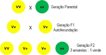 Primeira Lei de Mendel