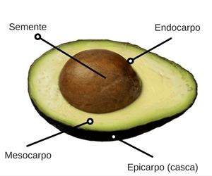 Tipos de Frutos