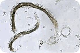 Roundworms | CK-12 Foundation