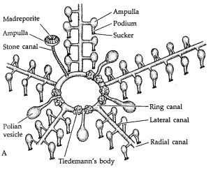 How Starfish Move