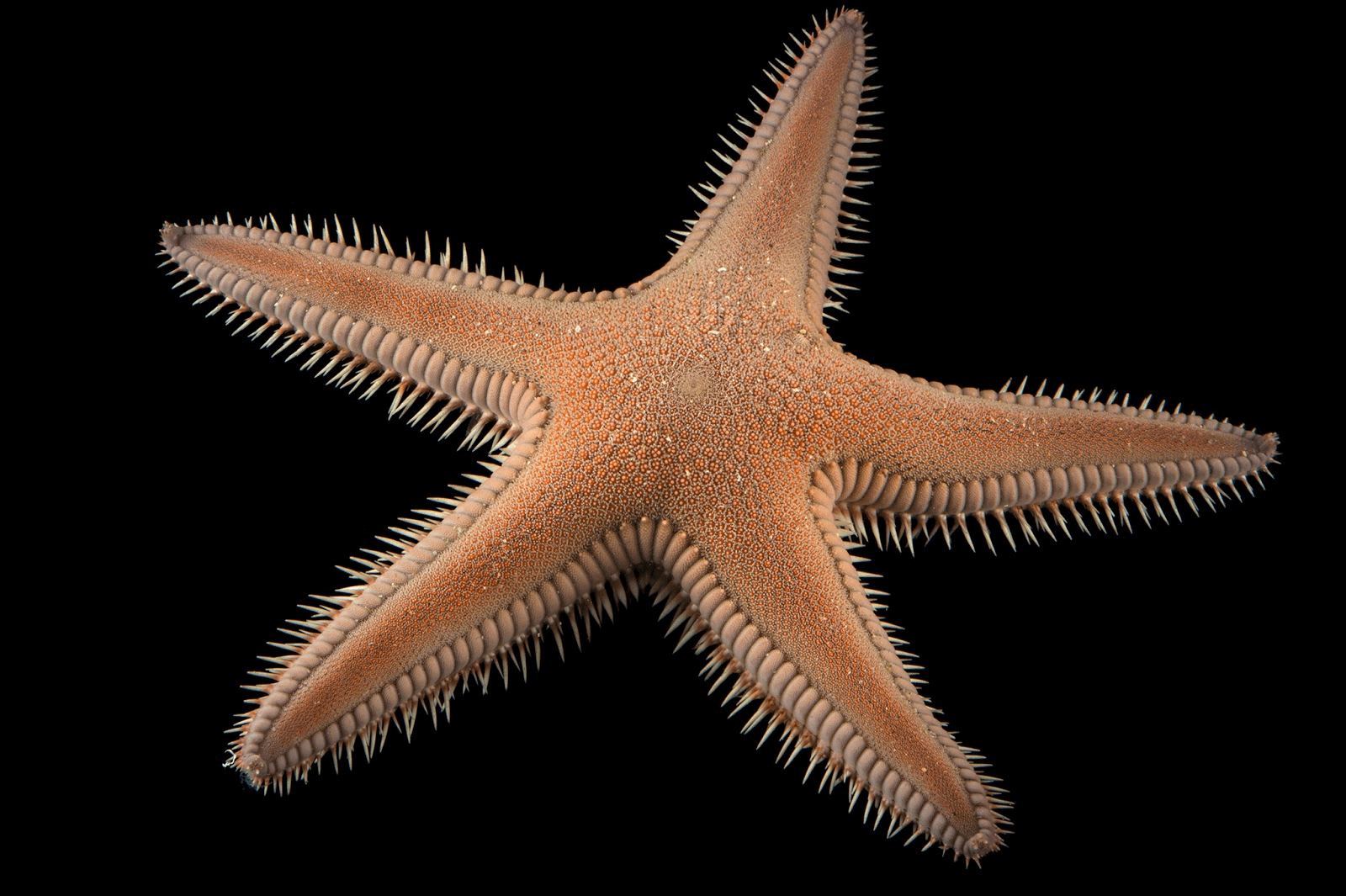 Starfish (Sea Stars) | National Geographic