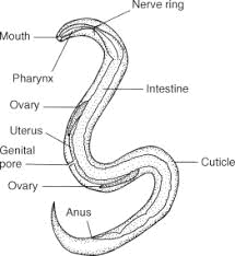 Secernentea - an overview | ScienceDirect Topics