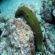 A Sea Cucumber's Defense: Expelling Its Gut & Genes - BioTechniques