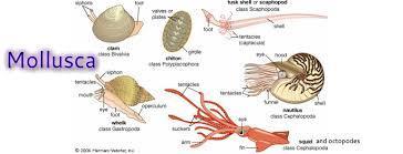 Mollusca (clams, snails, squids) - Invertebrate Biology