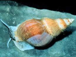 Mollusca: Movement