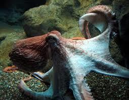 Mollusca: Cephalopod