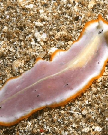 Platyhelminthes | Classification of Organisms Wiki | Fandom