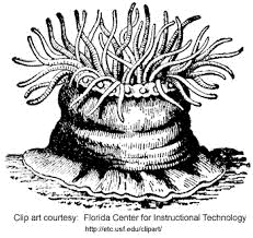 Hydra and Other Cnidarians