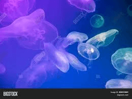 Jellyfish Backlit Image & Photo (Free Trial) | Bigstock