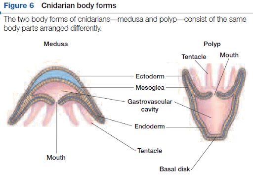 Jellyfish and Other Cnidarians