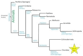 Animals: Vertebrates | Biology 1520