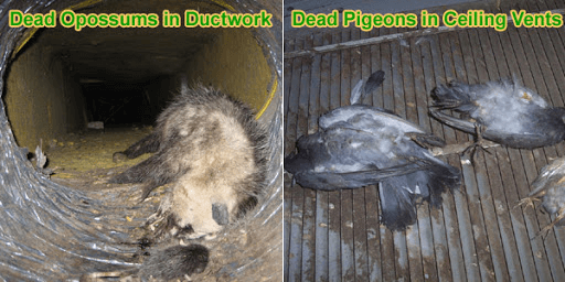 Dead Animal In Duct Work
