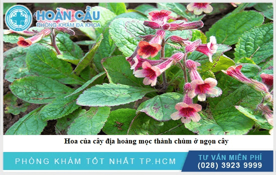 Hoa cây Địa hoàng