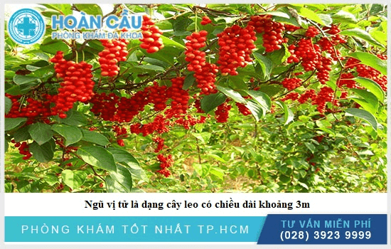 Ngũ vị tử thuộc dạng cây leo