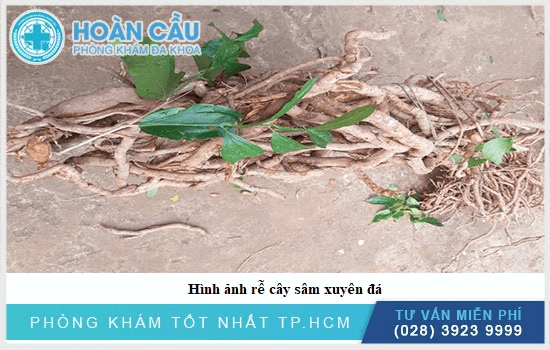 Rễ của Sâm xuyên đá