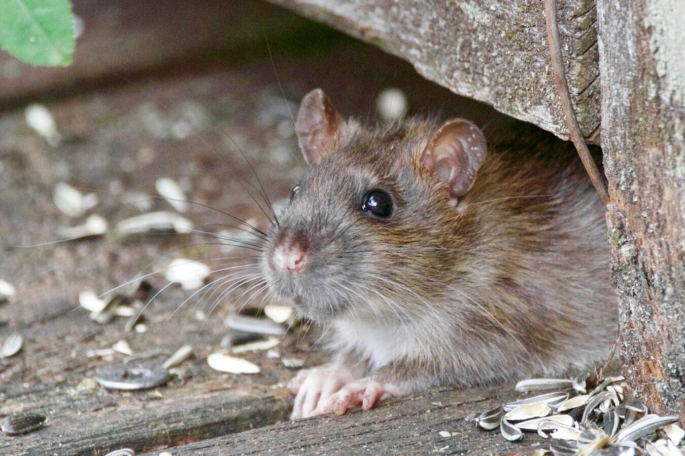 3 DIY Tips - to Dispose of Rodents Yourself