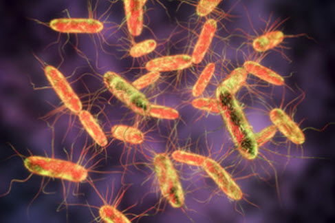 Salmonella versus Against Bacterial - Spray