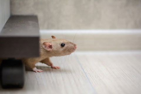 The most effective method | to Obtain Free of Rats Economically