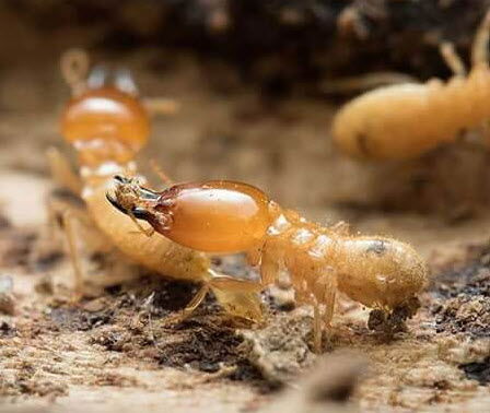 termites control