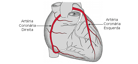 Arterias coronarias izquierda y derecha