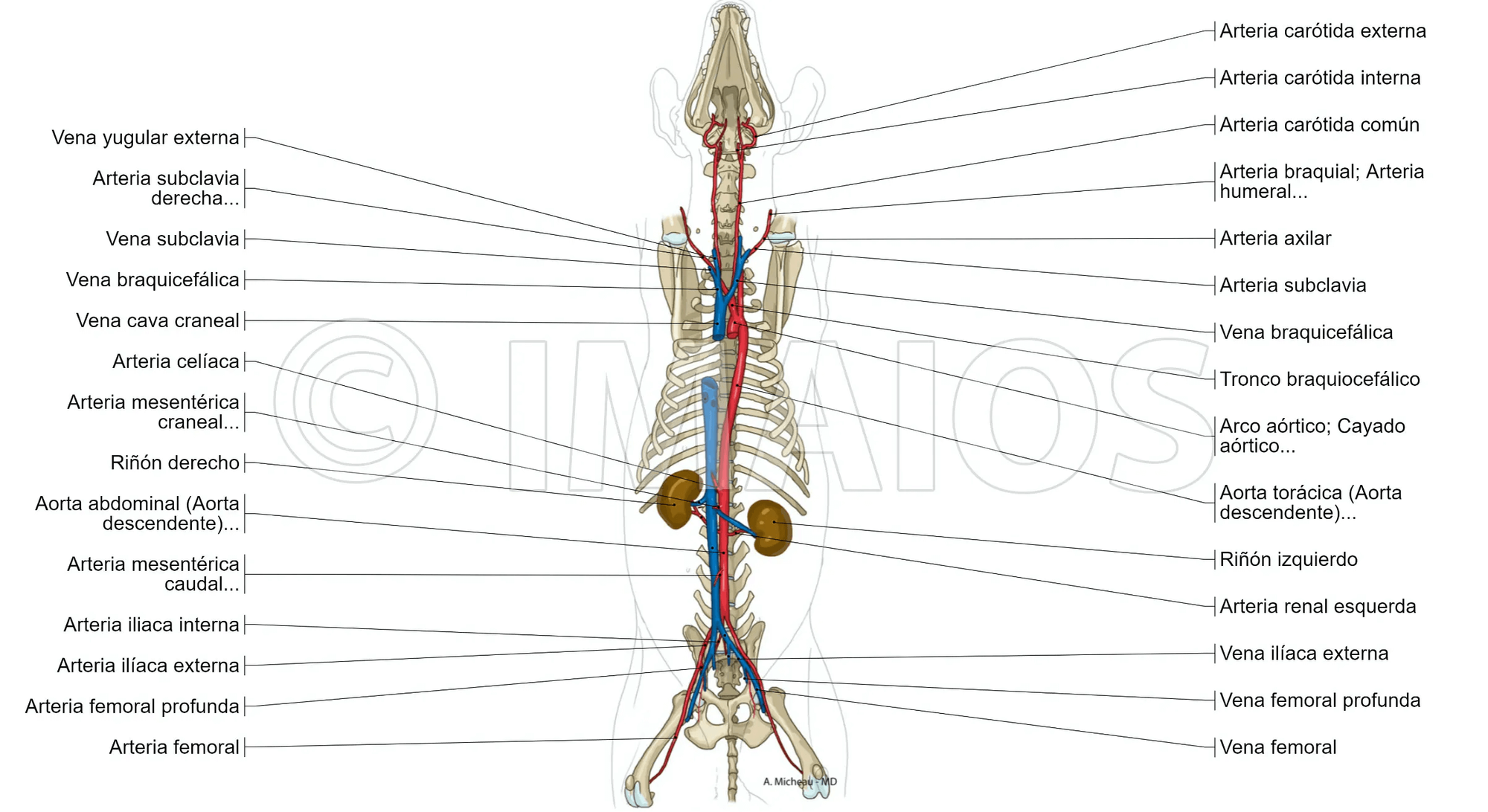 Atlas de anatomía con etiquetas: ilustraciones de un perro