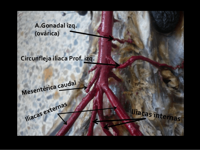 Aorta abdominal de canino
