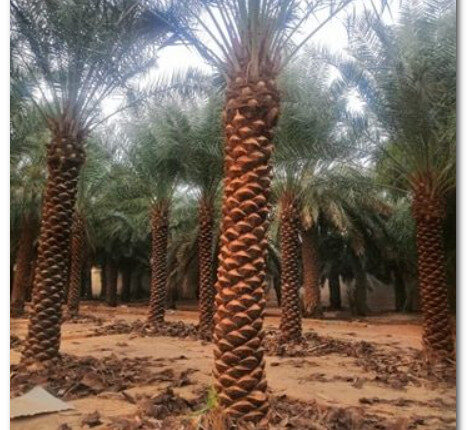 شركة تكريب نخيل بالطائف