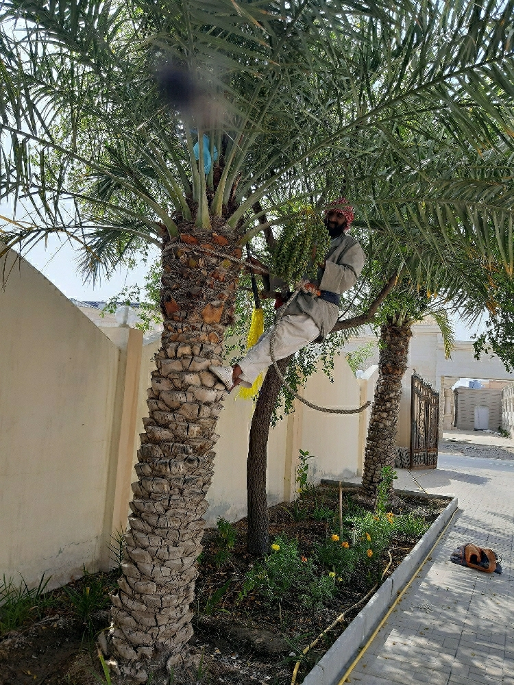 تكريب وتلقيح النخيل