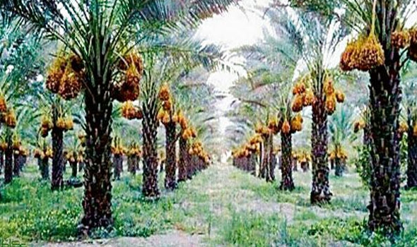 التوسع العمراني يقلص مزارع النخيل في المدينة المنورة - العراق اليوم