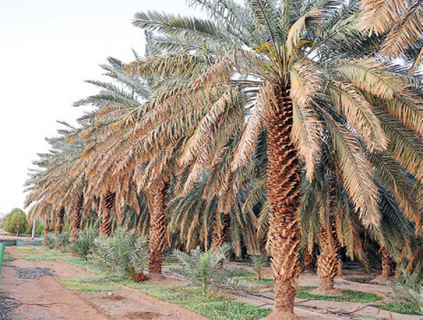 أرض المدينة تمتاز بقابلية تربتها لزراعة جميع أنواع النخيل