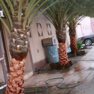 شركة تلقيح وتنظيف مزارع النخيل بالدمام 0556654808 - الصفوة لخدمات التنظيف  العامة