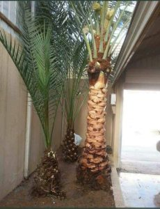 شركة تكريب النخيل بالطائف 0545315036 - شركة النسيم