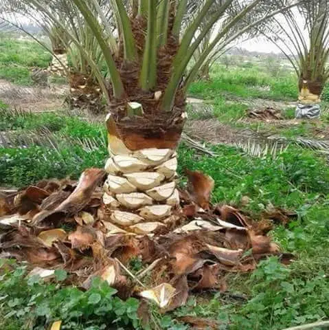 طريقة تقليم النخيل و كيف تعرف أنواع النخيل - مؤسسة المهندسين الاستشاريين
