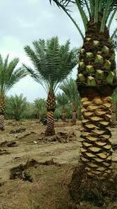 نخيل الأردن لبيع جميع انواع النخيل 0778834910 - Posts | Facebook