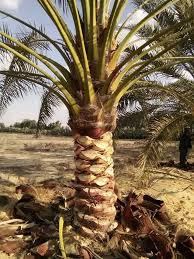 متوفر لدينا أجود أنواع النخيل المثمر بجميع الاطوال وجميع الأعمار نحن  متخصصون في أعمال زراعة النخيل المثمر بجميع الاطوال وجميع الأعمار أنواع  زغلول وسماني وحياني وبرحي ومجدول ولدينا خبراء متخصصين للقيام بأعمال