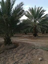 مزرعة نخيل / الاردن / الشونة الجنوبية - Aqar Emlak